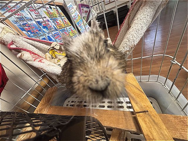ロイちゃん⑬